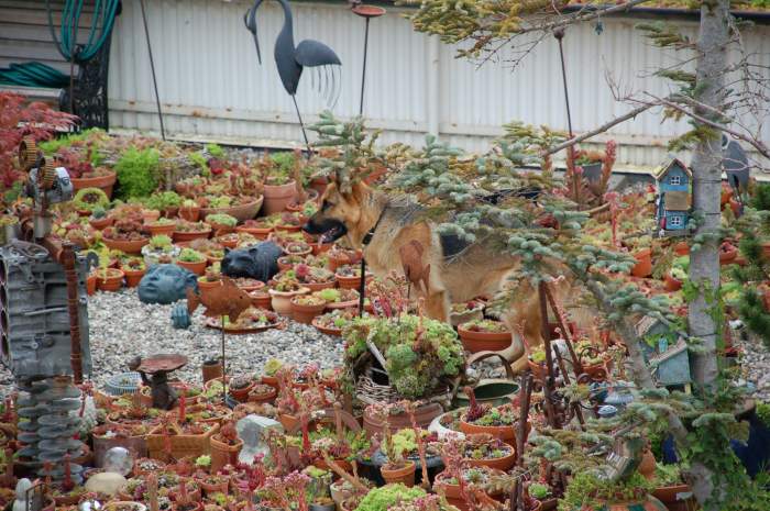 Sempervivum Dachwurz Hauswurz